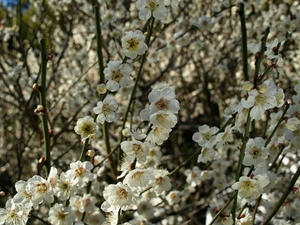 P3052663shuusei.JPG