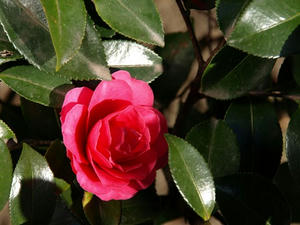 P3052673shuusei.JPG