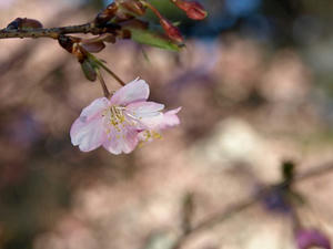 P3052711shuusei.JPG