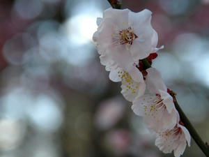 P3052749shuusei.JPG