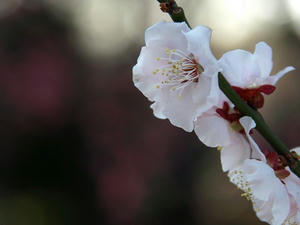 P3052751shuusei.JPG