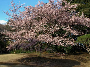 P3052755shuusei.JPG