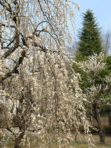 P3123041shuusei.JPG