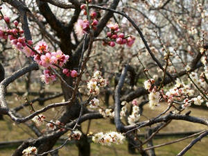 P3123113shuusei.JPG