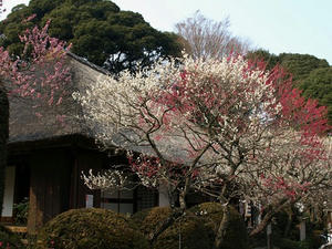 P3123353shuusei.JPG