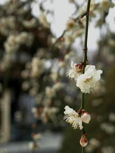 P3123430shuusei.JPG