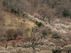 P3092865shuusei.JPG