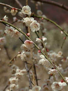 P3092977shuusei.JPG