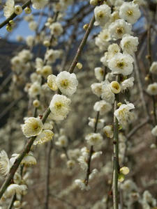 P3092983shuusei.JPG