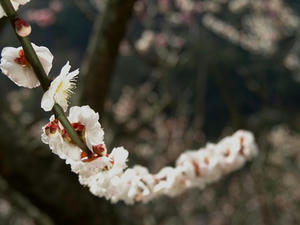 P3092934shuusei.JPG