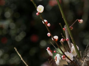 P3092944shuusei.JPG