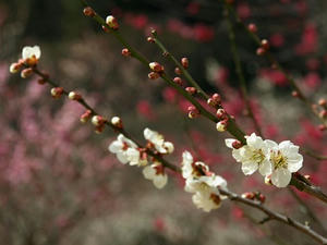 P3092884shuusei.JPG