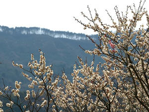 P3092964shuusei.JPG
