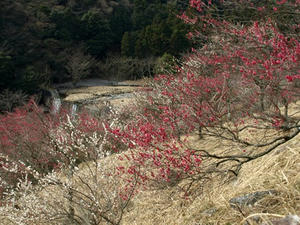 P3092886shuusei.JPG