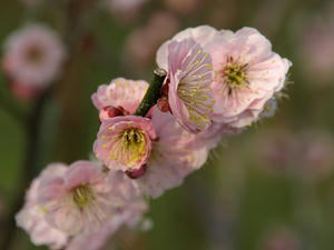 P3193489shuusei.JPG