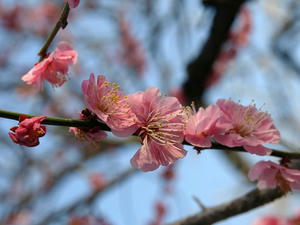 P3193494shuusei.JPG