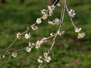P3193514shuusei.JPG