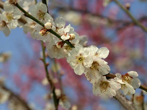 P3193542shuusei.JPG