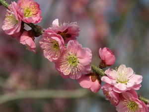 P3193551shuusei.JPG