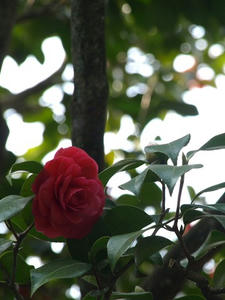 P3193568shuusei.JPG
