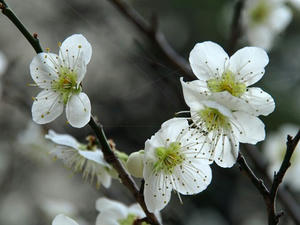 P3193570shuusei.JPG