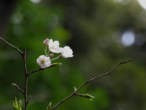 P3254789shuusei.JPG