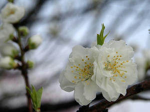 P3254510shuusei.JPG