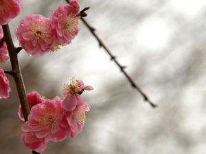 P3254562shuusei.JPG