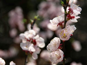 P3254672shuusei.JPG