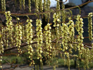 P3254652shuusei.JPG