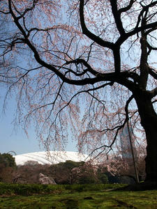 P3254633shuusei.JPG