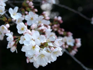 P3254868shuusei.JPG
