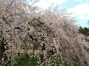 P3254950shuusei.JPG