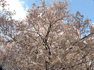 P3254981shuusei.JPG