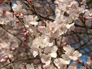 P3254997shuusei.JPG