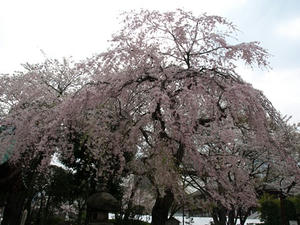 P3285263shuusei.JPG