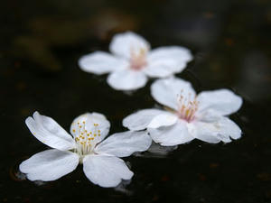 P3285292shuusei.JPG