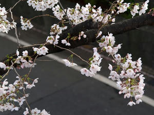 P3295398shuusei.JPG