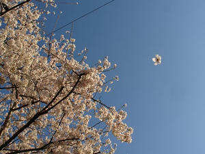 P3295386shuusei.JPG