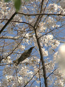 P3295380shuusei.JPG