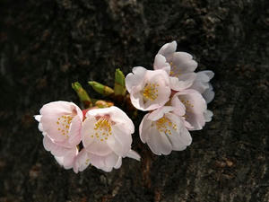 P3295649shuusei.JPG