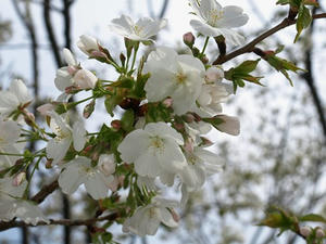 P3295687shuusei.JPG