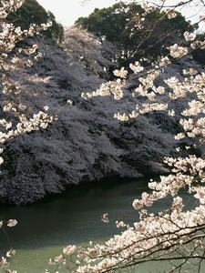 P3295420shuusei.JPG