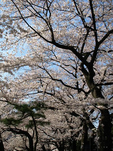 P3295423shuusei.JPG
