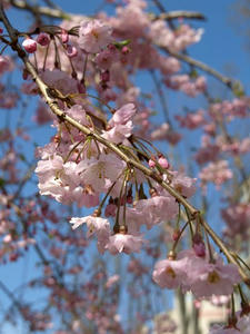 P3295500shuusei.JPG