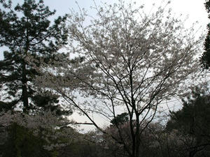 P3295801shuusei.JPG