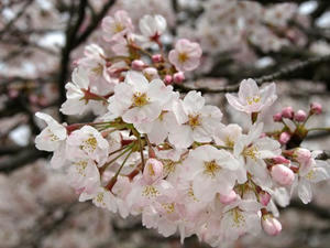 P4026293shuusei.JPG