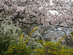 P4026280shuusei.JPG