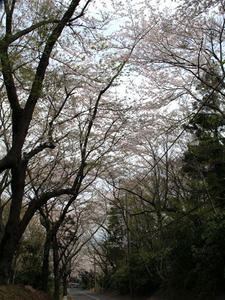 P4026371shuusei.JPG