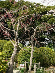 P4026430shuusei.JPG